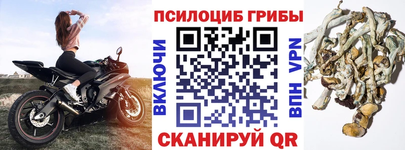 дарнет шоп  Богородск  кракен вход  Псилоцибиновые грибы мухоморы 